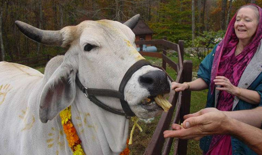 ভারতে ১ কোটি ২৫ লাখ হিন্দু গরুর মাংস খায়!